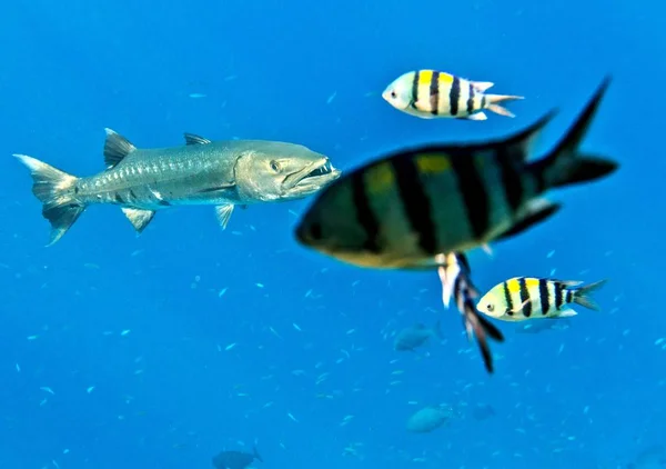 Barracuda caza en el Océano Índico —  Fotos de Stock