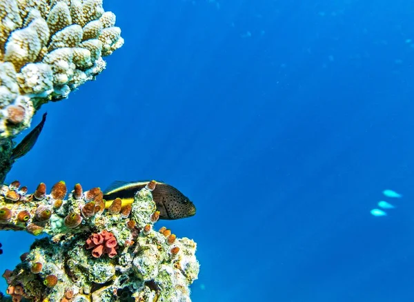 School of fish — Stock Photo, Image