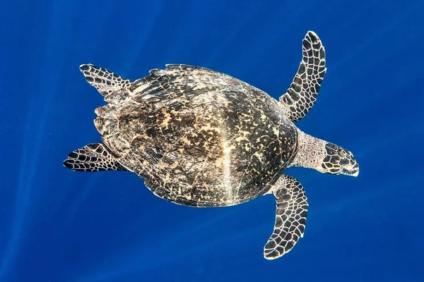 Sea turtle in The Indian Ocean — Stock Photo, Image