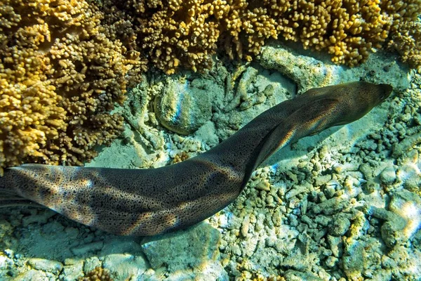A enguia Moray está no recife de coral. — Fotografia de Stock