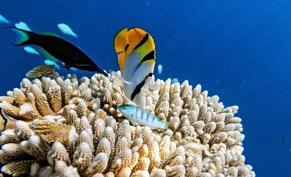 Kis halak, az Indiai-óceán — Stock Fotó