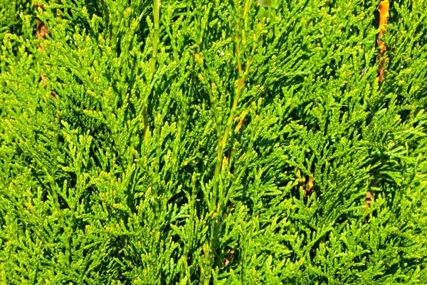 Ramos thuja Imagens Royalty-Free