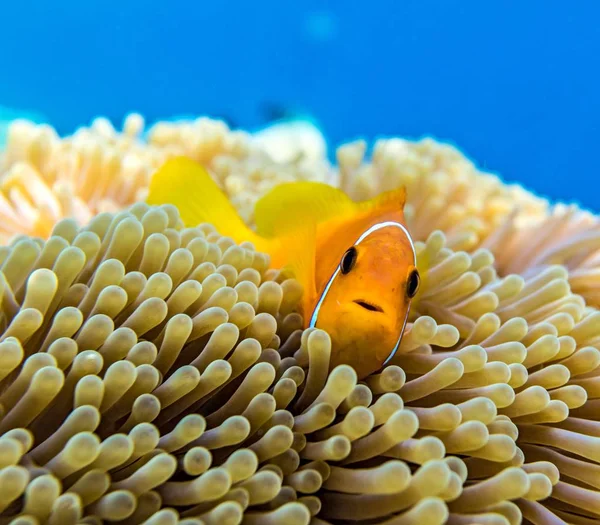 Small fish in an ocean — Stock Photo, Image