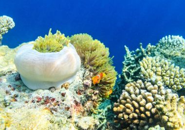 Bir okyanusta küçük balık