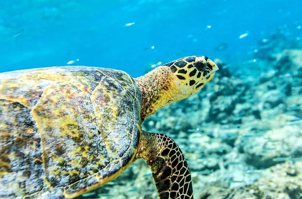 Tartaruga marinha — Fotografia de Stock