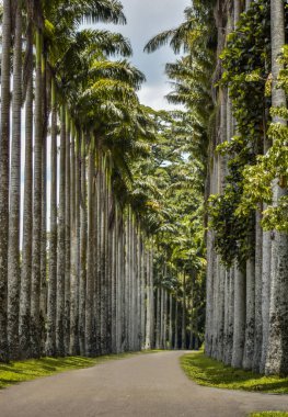 sri lanka'nın Güzellik