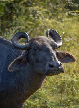 Udawalawe Safari, Sri Lanka, Asya