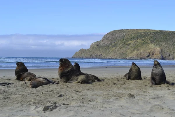 Schönheit Des Neuseeland — Stockfoto