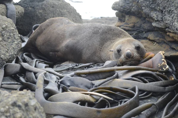 Schönheit Des Neuseeland — Stockfoto