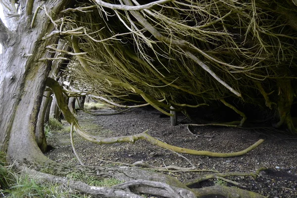 Yeni Zelanda 'nın Güzelliği