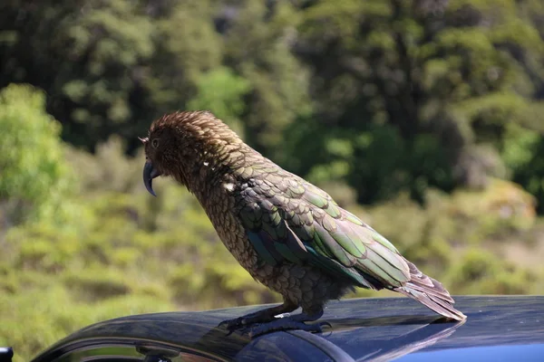 Yeni Zelanda 'nın Güzelliği