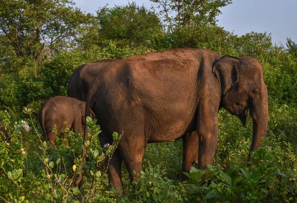 Udawalawe Safari, Sri Lanka, Asya