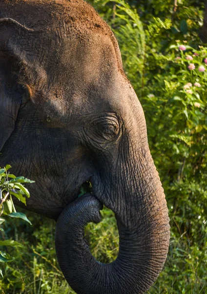 Udawalawe Safari, Sri Lanka, Asya