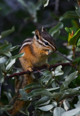 Banff, Alberta, Kanada 'da vahşi yaşam