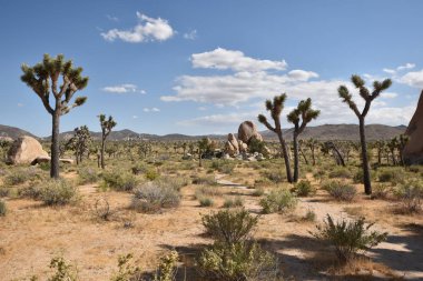 Joshua Tree Ulusal Parkı, Kaliforniya, ABD