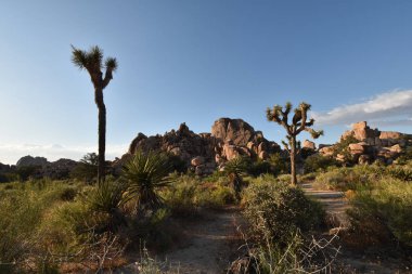 Joshua Tree Ulusal Parkı, Kaliforniya, ABD