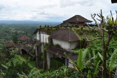 Rice Terrace, Tegalalang, Ubud, Bali, Endonezya