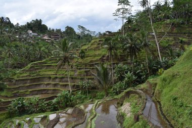 Rice Terrace, Tegalalang, Ubud, Bali, Endonezya