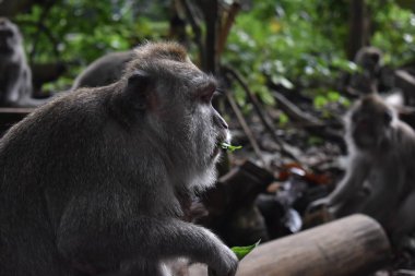 Maymun Ormanı, Ubud, Bali, Endonezya