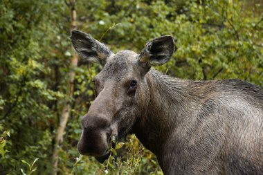 Vahşi yaşam, Alaska, Usa