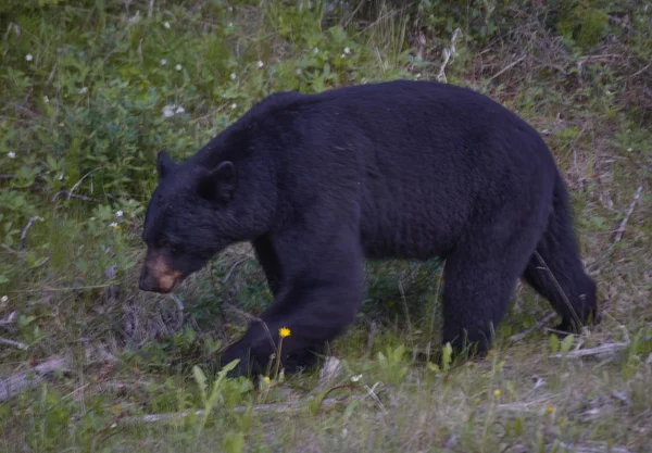 Banff, Alberta, Kanada 'da vahşi yaşam