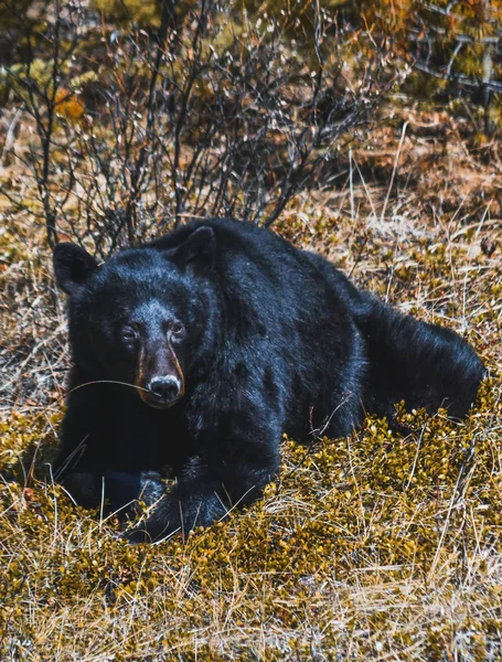 Banff, Alberta, Kanada 'da vahşi yaşam