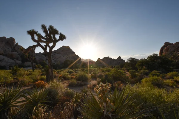 Joshua Tree Ulusal Parkı, Kaliforniya, ABD