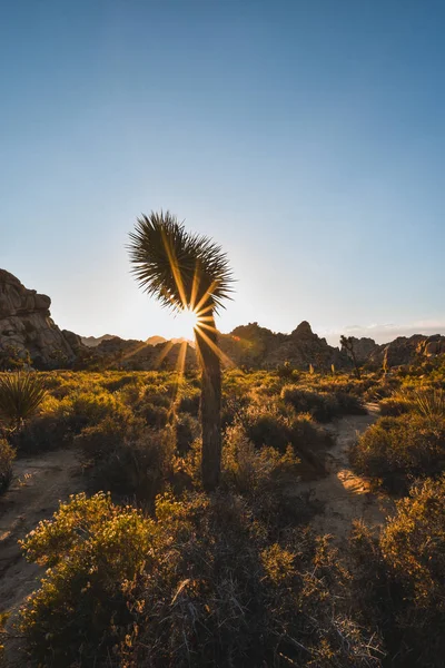 Joshua Tree Ulusal Parkı, Kaliforniya, ABD