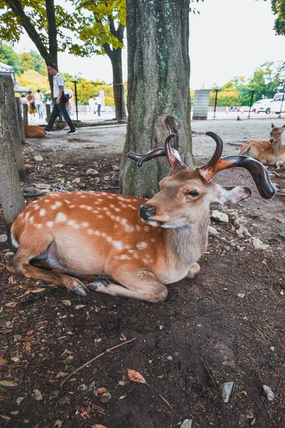 Nara, Nara Bölgesi, Japonya, Asya