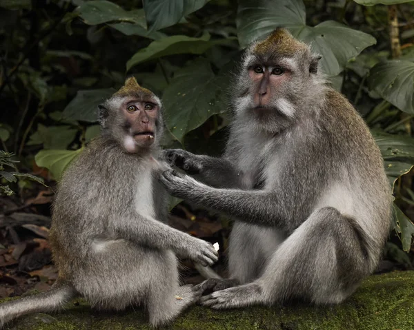 Maymun Ormanı, Ubud, Bali, Endonezya