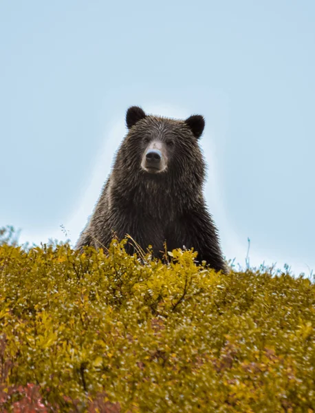 Vahşi yaşam, Alaska, Usa