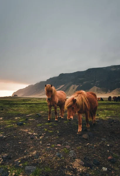 Cavalos islandeses. Islândia do Sul. Viajar pela ilha . — Fotografia de Stock