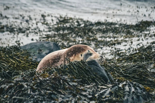 Wildtiere in Island. Reisen Westküste. — Stockfoto