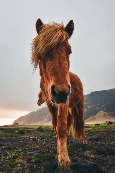 アイスランドの馬。アイスランド南部。島内を旅する. — ストック写真