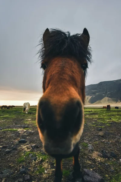 İzlanda atları. Güney İzlanda. Adanın etrafında dolaş.. — Stok fotoğraf