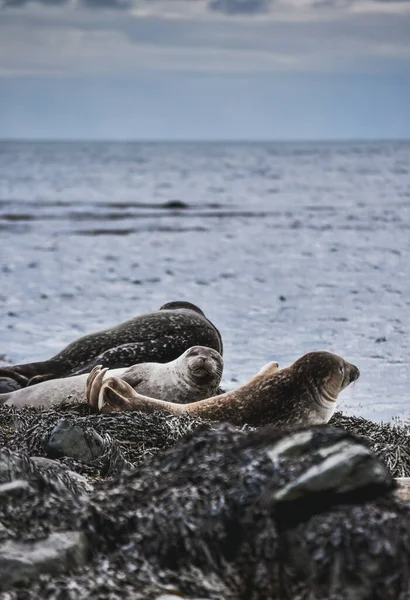 Wildtiere in Island. Reisen Westküste. — Stockfoto