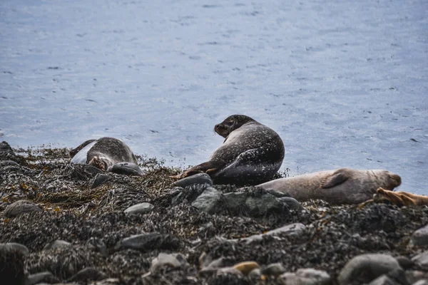 Wildtiere in Island. Reisen Westküste. — Stockfoto