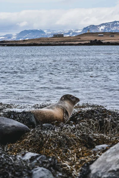 Wildtiere in Island. Reisen Westküste. — Stockfoto