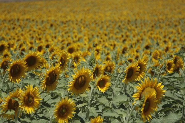 Temmuzda ayçiçeği çiftliği.