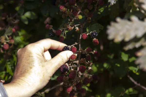 Vahşi böğürtlen toplayan bir kadın..