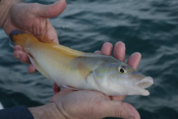 Balıkçıların elinde taze yakalanmış balıklar..