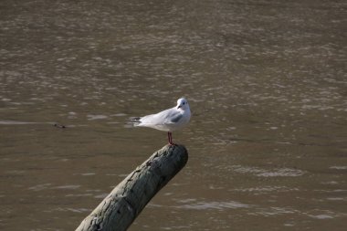 Nehirde bir direğe yaslanan güvercin.