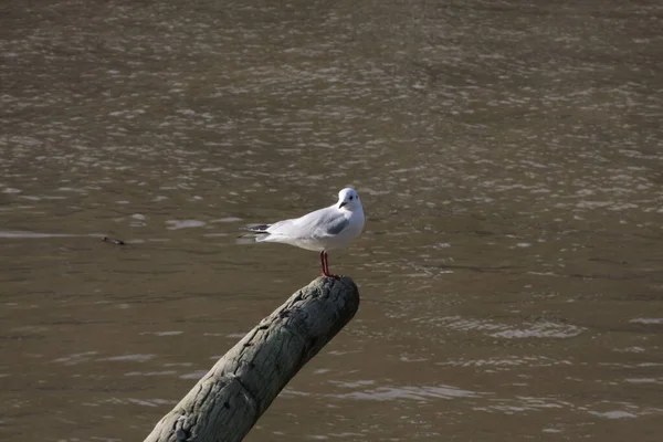 Nehirde bir direğe yaslanan güvercin.