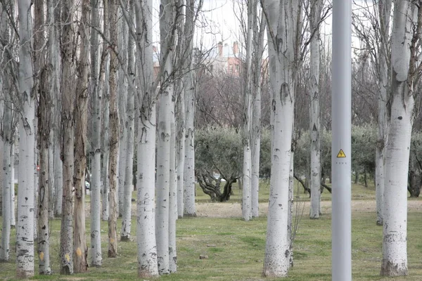 Luz Rua Misturada Entre Árvores Com Sinal Advertência — Fotografia de Stock