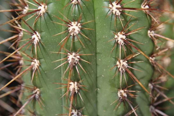 Close Cactus Skewers Detail — Stock Photo, Image