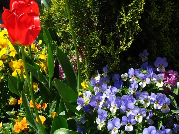 Bahçedeki çiçekler ahenkli bir set oluşturuyor..