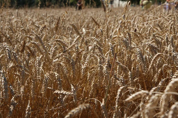 wheat plantation prepared for harvest.