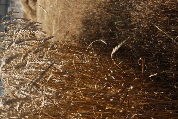 Buğday ekimi hasat için hazır..
