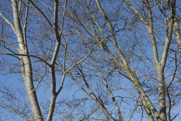 Sonbahar, yapraksız çıplak ağaçlar.