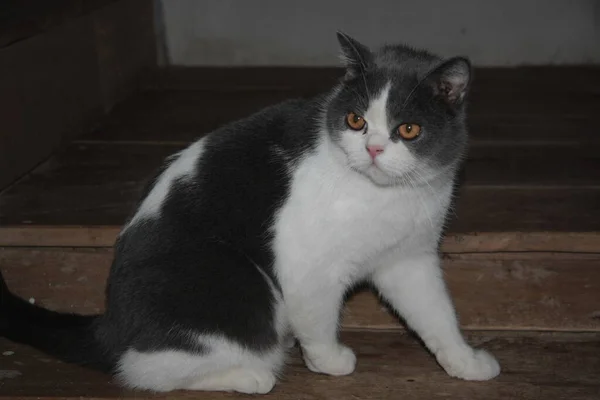 Tahta zeminde sinsi sinsi dolaşan bir kedi..